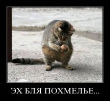 Смешные фото приколы и мемы с котами и кошками