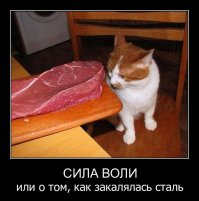 Смешные фото приколы и мемы с котами и кошками