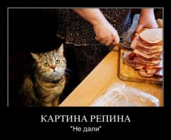 Смешные фото приколы и мемы с котами и кошками
