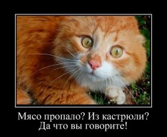 Смешные фото приколы и мемы с котами и кошками