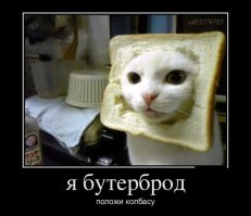 Смешные фото приколы и мемы с котами и кошками