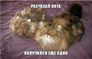 Смешные фото приколы и мемы с котами и кошками
