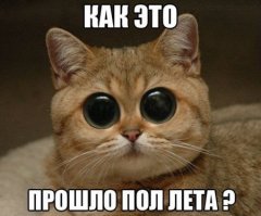 Смешные фото приколы и мемы с котами и кошками