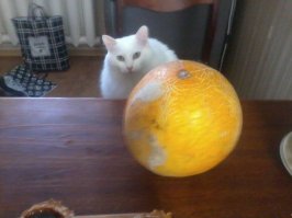 У меня кот всеядный.Огурцы(свежие и соленые),помидоры,дыни,арбузы,грибы,клубнику,я уж не говорю про укроп и холодец.А вот цветы не жрет,что бесконечно меня радует.Удивительный кот.