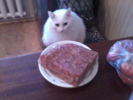 У меня кот всеядный.Огурцы(свежие и соленые),помидоры,дыни,арбузы,грибы,клубнику,я уж не говорю про укроп и холодец.А вот цветы не жрет,что бесконечно меня радует.Удивительный кот.