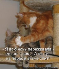 Смешные фото приколы и мемы с котами и кошками