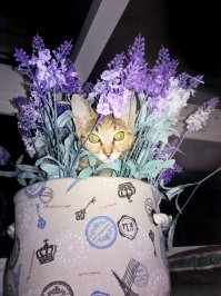 А цветы нужно сменить на искусственные (только не шершавые - их они любят грызть)