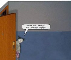 Вот очень полезные коты !
