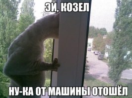 Вот очень полезные коты !