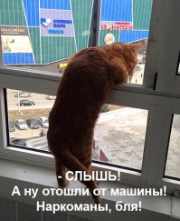 Смешные фото приколы и мемы с котами и кошками