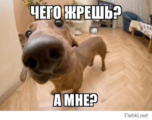 Вот к этой собачке только одна подпись может быть (потому что такса):
