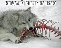 Смешные фото, демотиваторы, чтобы улыбнуло