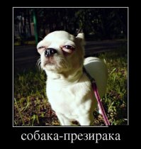 Это собака-подозревака))))