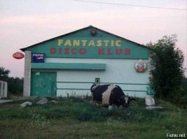 ну вот, а я уже расстроился, что придется листать вверх, чтобы снова её увидеть... тем кто не понял, насчет какой фотки..