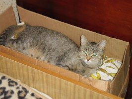Моя котейка