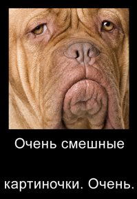 Смешные картиночки