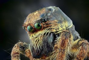 Захватывающая макрофотография насекомых
