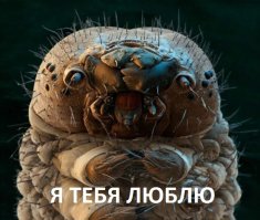 Захватывающая макрофотография насекомых