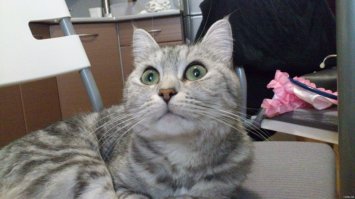 Вот так незаметно подкралась слава... Это моя знакомая кошка Плюшка, с моей аватарки.