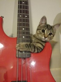 Пятничные котаны!