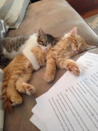 Пятничные котаны!