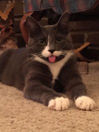 Пятничные котаны!