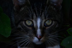 Пятничные котаны!