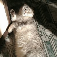 Пятничные котаны!