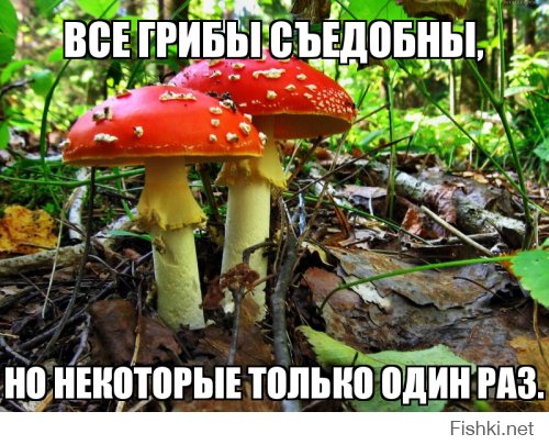 Сказочные грибы