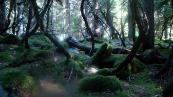 Необыкновенная природа