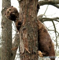 Эмоциональные фото животных