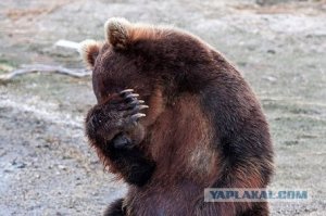Эмоциональные фото животных