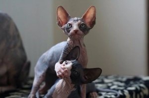 Эмоциональные фото животных