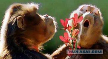 Эмоциональные фото животных