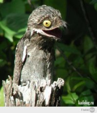 Эмоциональные фото животных