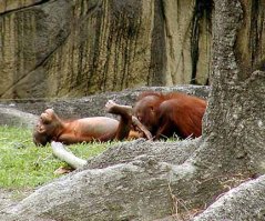 Эмоциональные фото животных