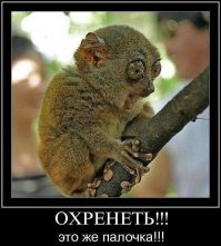 Эмоциональные фото животных