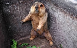 Эмоциональные фото животных