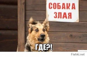 Эмоциональные фото животных