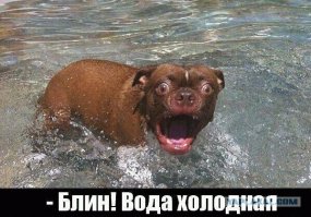 Эмоциональные фото животных