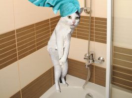 Котейка попал в трудную жизненную ситуацию, а люди фотожаб наделали