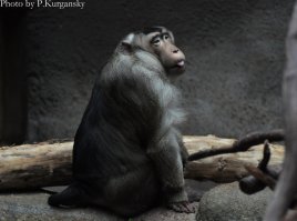 Небольшая подборка от меня, из архива визитов в зоопарк Праги