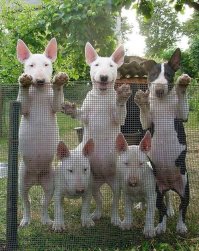 Позитивные и забавные животные