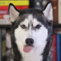 Позитивные и забавные животные