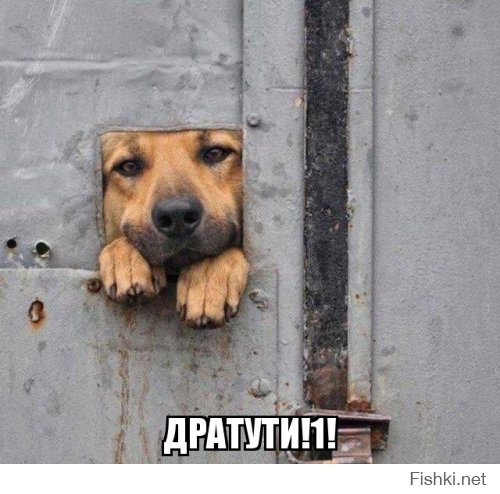 Прикольные фото и картинки