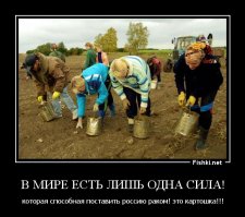 Картофельфест