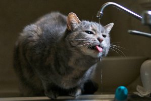 Кошки в коробках