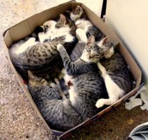 Кошки в коробках