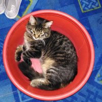 Кошки в коробках