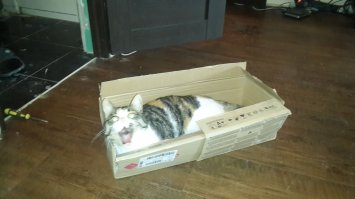 Моя кошка